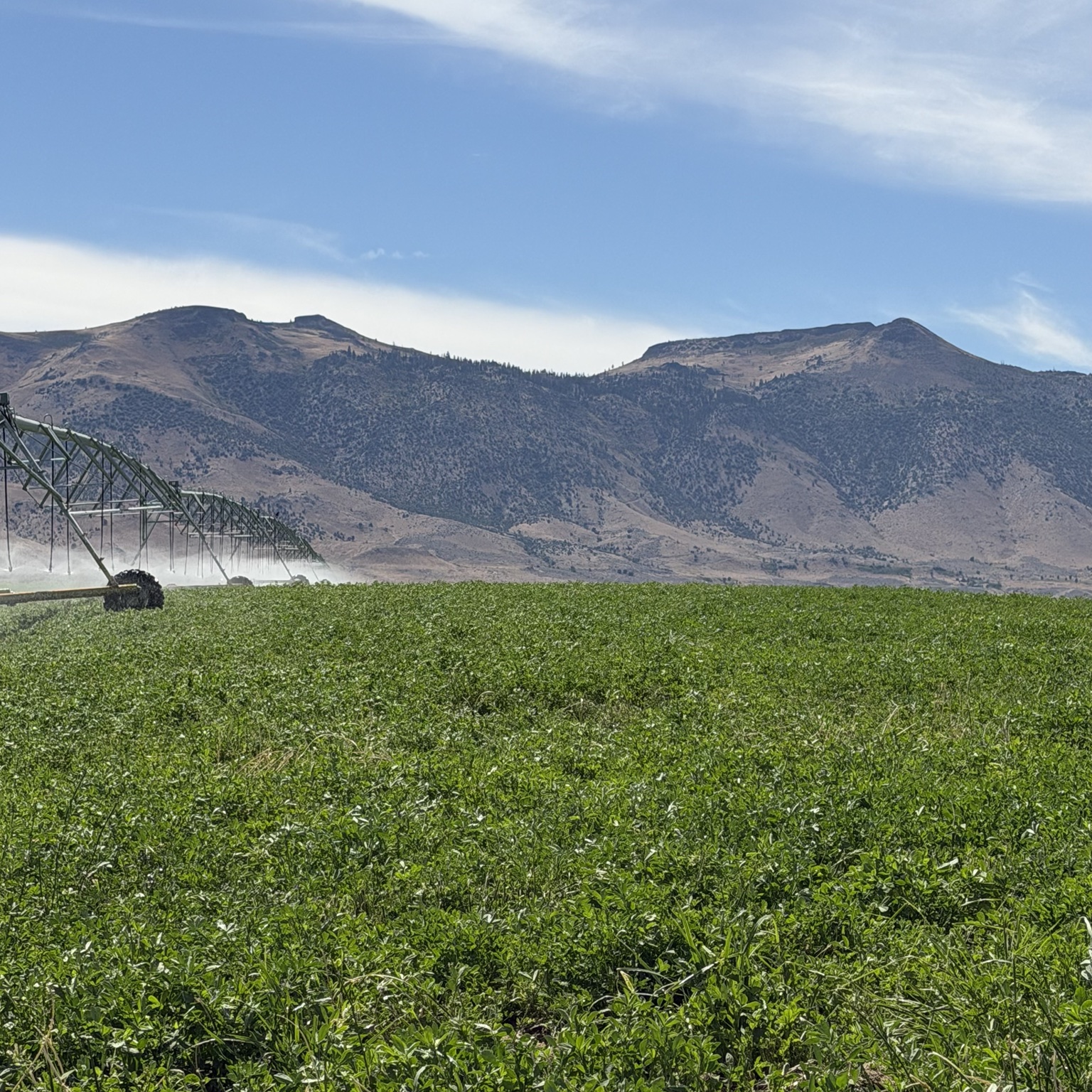 A center pivot irrigating a green forage field beneath the mountains in Lassen County
